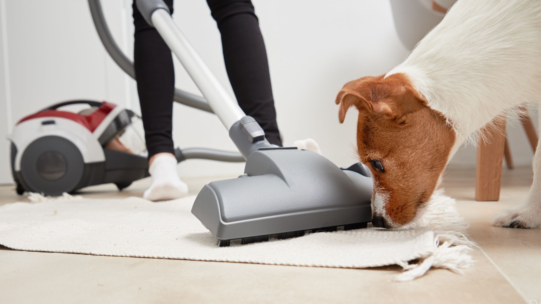 You are currently viewing Top 7 Best Dog Grooming Vacuum Kit in 2025